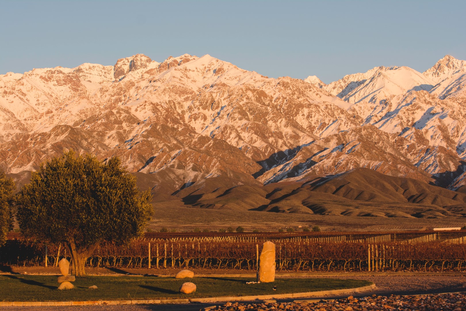 Viñedos al atardecer